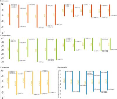 Genome-Wide Identification of the Early Flowering 4 (ELF4) Gene Family in Cotton and Silent GhELF4-1 and GhEFL3-6 Decreased Cotton Stress Resistance